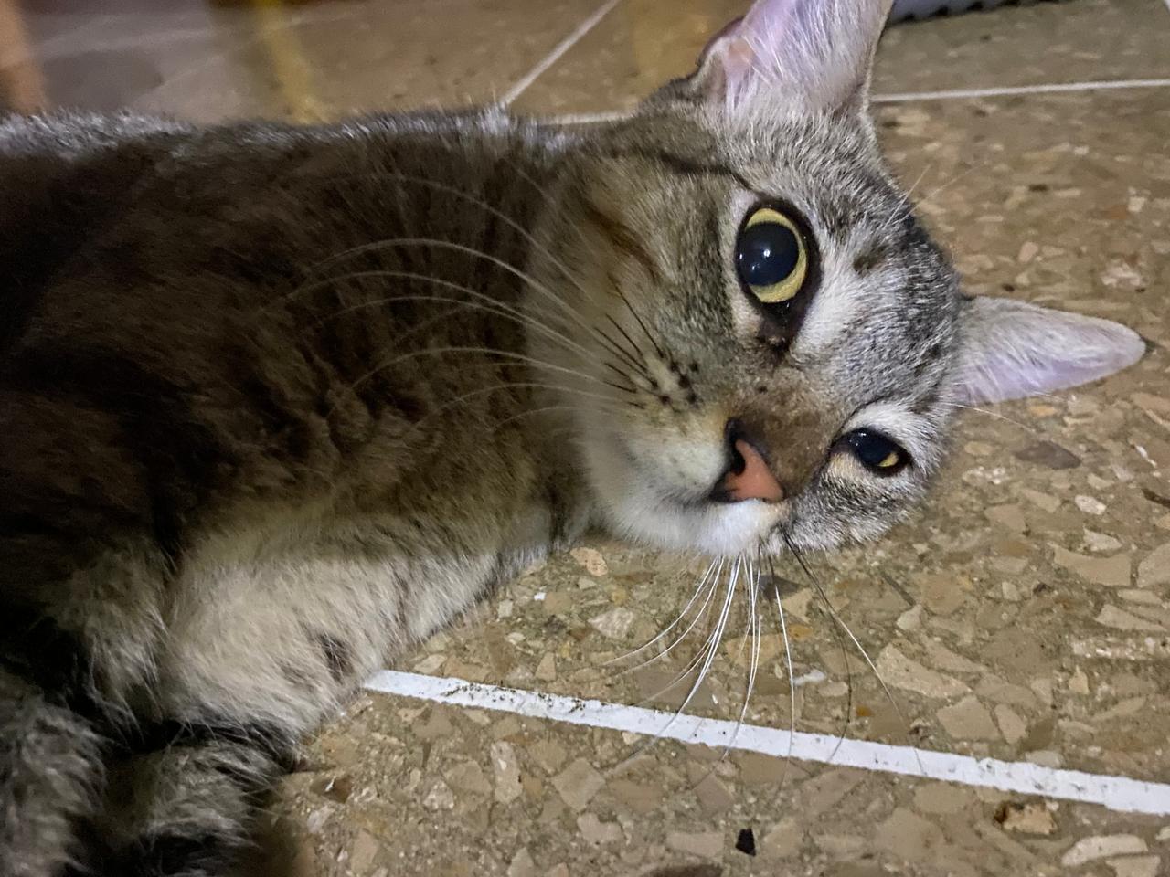 Gris y Candy Header Image