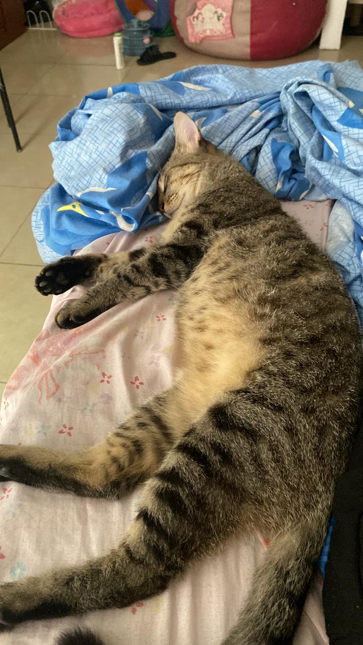 Gris y Candy Header Image